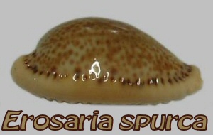 erosaria spurca